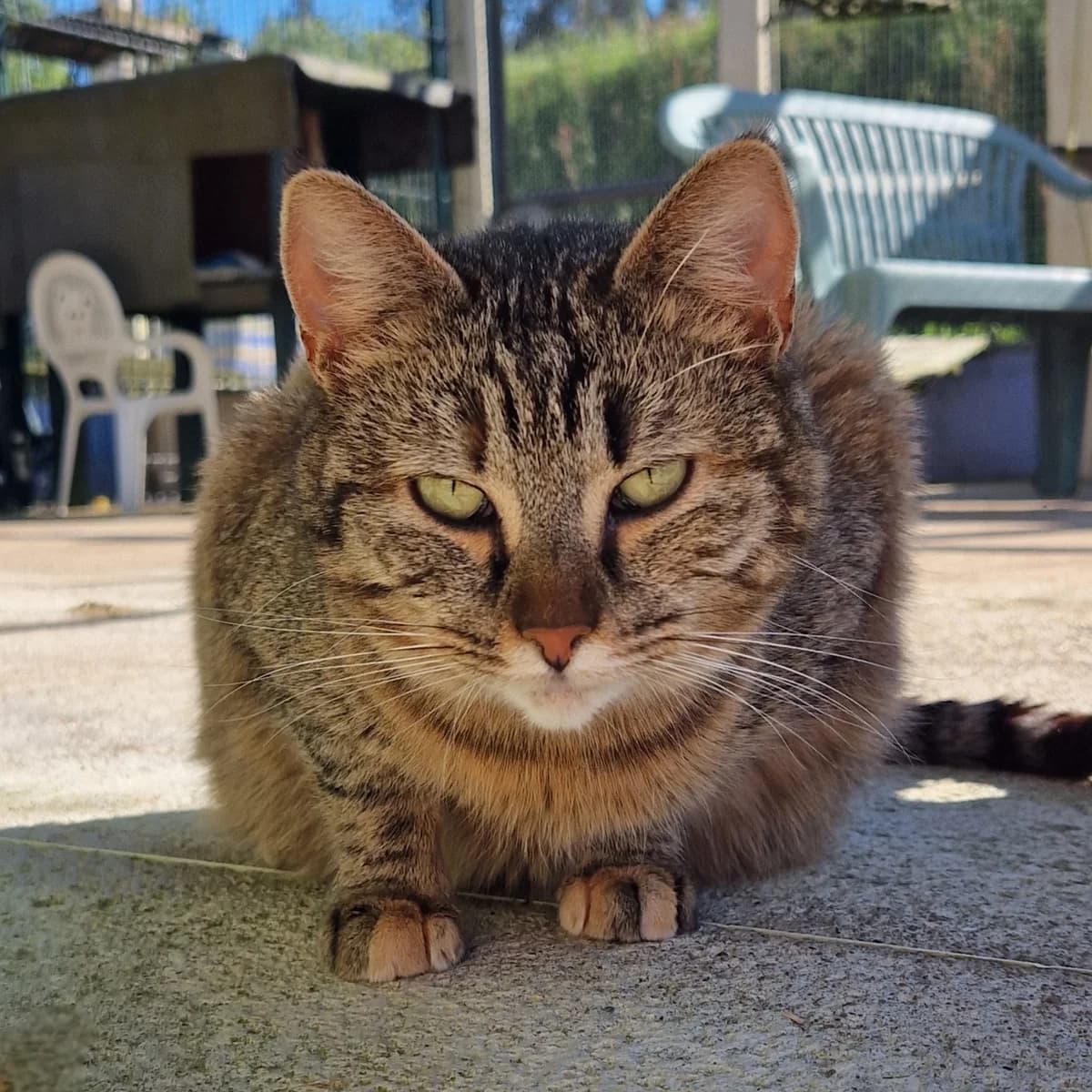 Clarinette, Mixed Breed for adoption at SPA de Loire Atlantique, Nantes