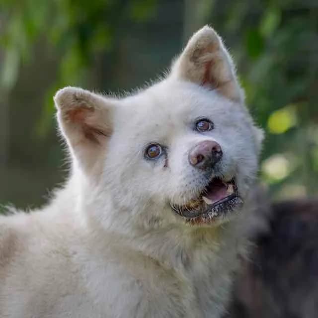 Nanako, Mixed Breed for adoption at SPA de Loire Atlantique, Nantes