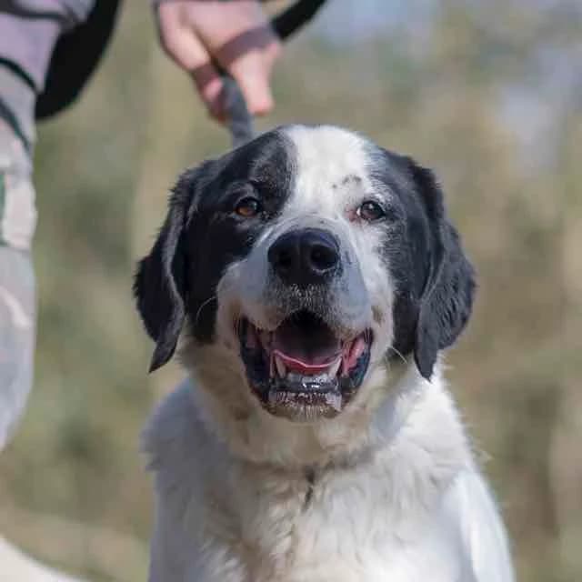 Dante, mixed breed for adoption at SPA de Loire Atlantique, Nantes