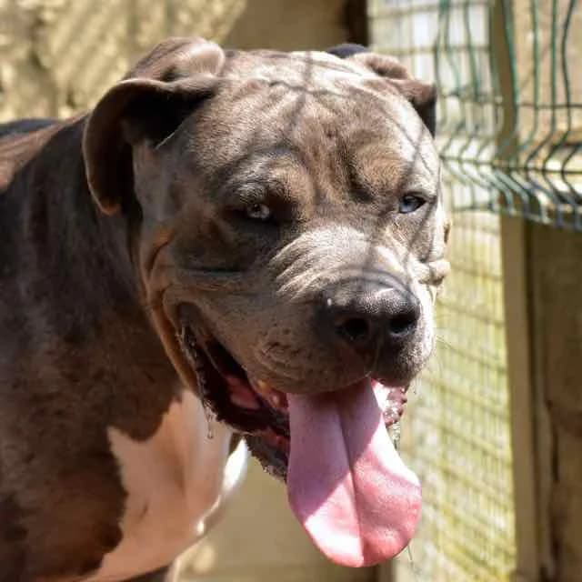 Vuitton, Mixed Breed for adoption at SPA de Loire Atlantique, Nantes