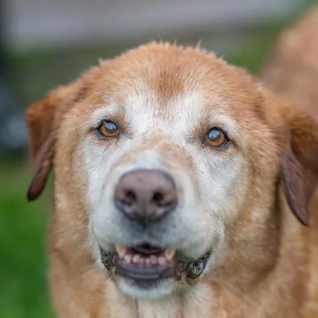 Ako, Mixed Breed for adoption at SPA de Loire Atlantique, Nantes