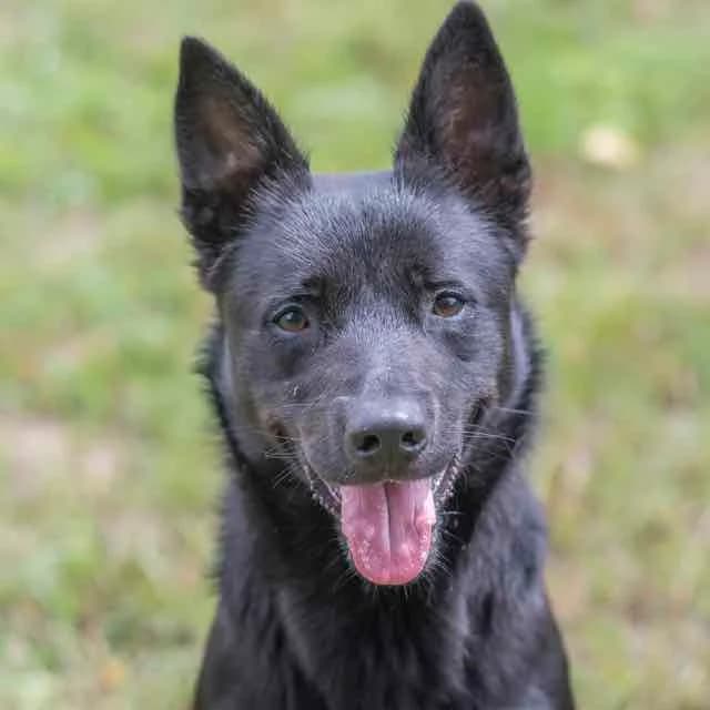 Harlow, Mixed Breed for adoption at SPA de Loire Atlantique, Nantes