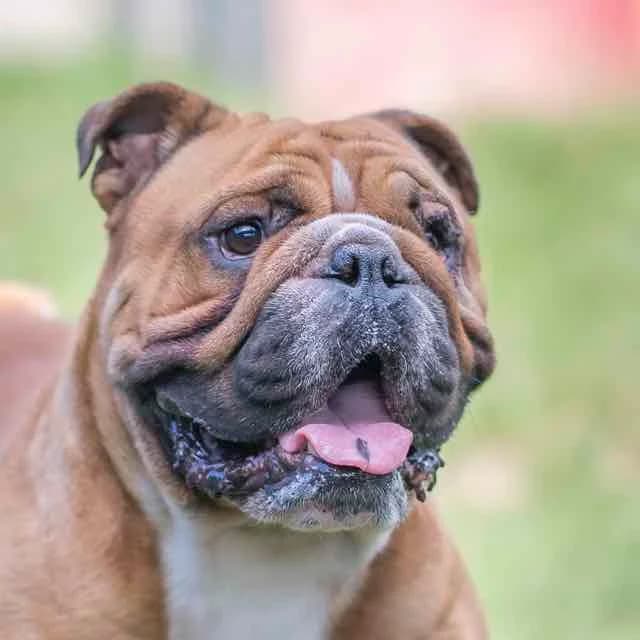Roko, Mixed Breed for adoption at SPA de Loire Atlantique, Nantes