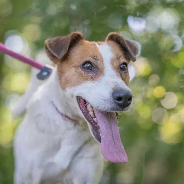 Hulk, Mixed Breed for adoption at SPA de Loire Atlantique, Nantes