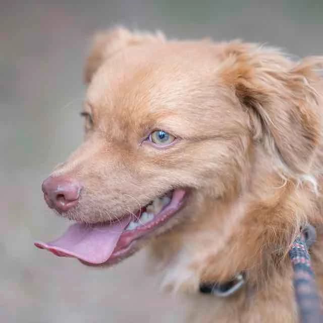 Ruben, mixed breed for adoption at SPA de Loire Atlantique, Nantes