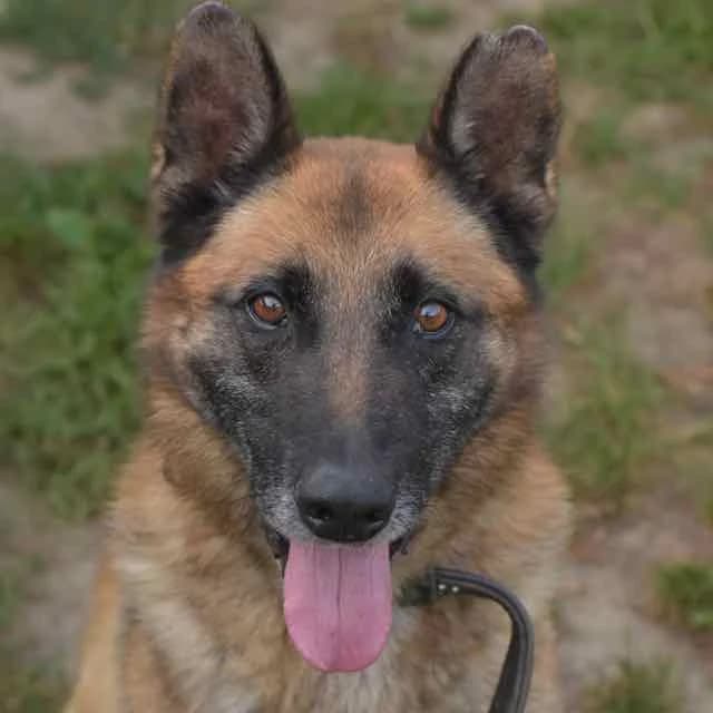 Indigo, Mixed Breed for adoption at SPA de Loire Atlantique, Nantes