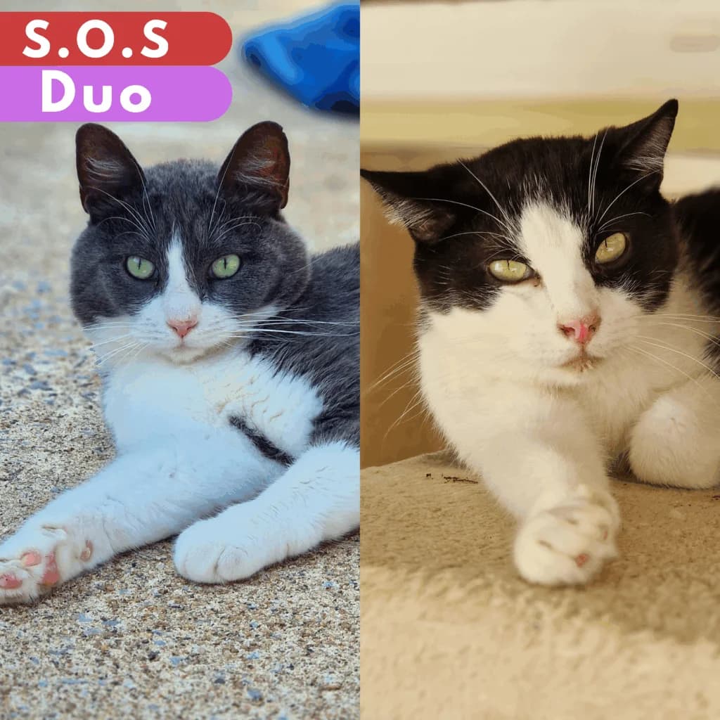 Racoon et Douce, European Shorthair for adoption at SPA de Loire Atlantique, Nantes