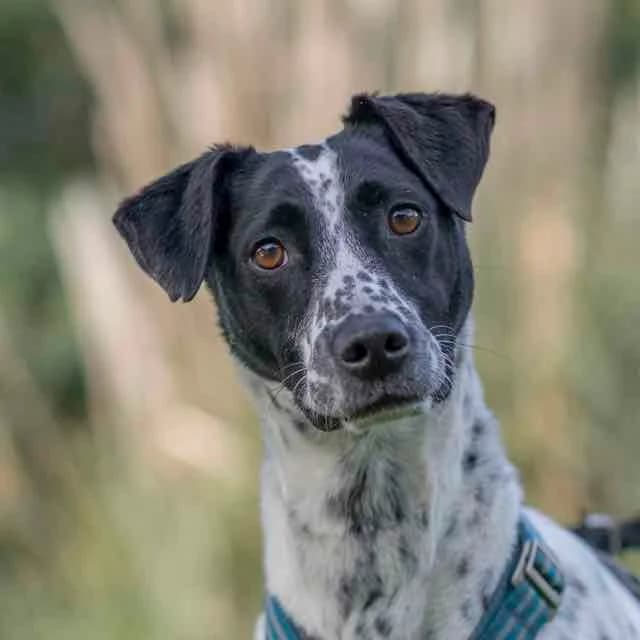 Eleven, Mixed Breed for adoption at SPA de Loire Atlantique, Nantes