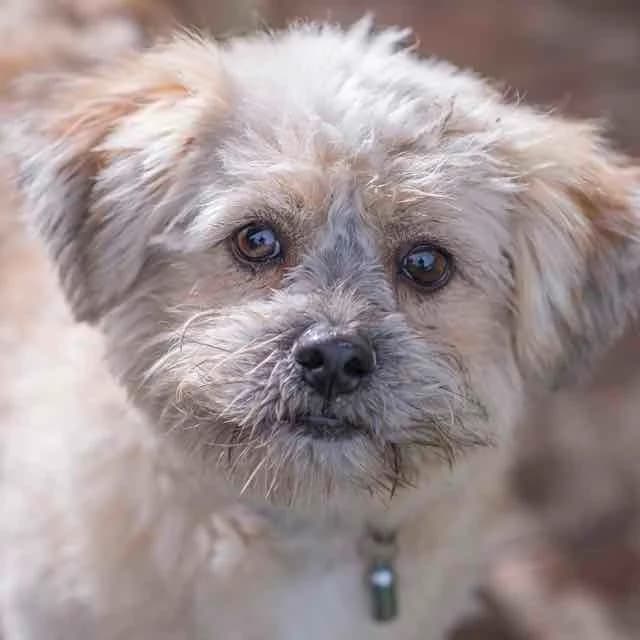 Perceval, mixed breed for adoption at SPA de Loire Atlantique, Nantes