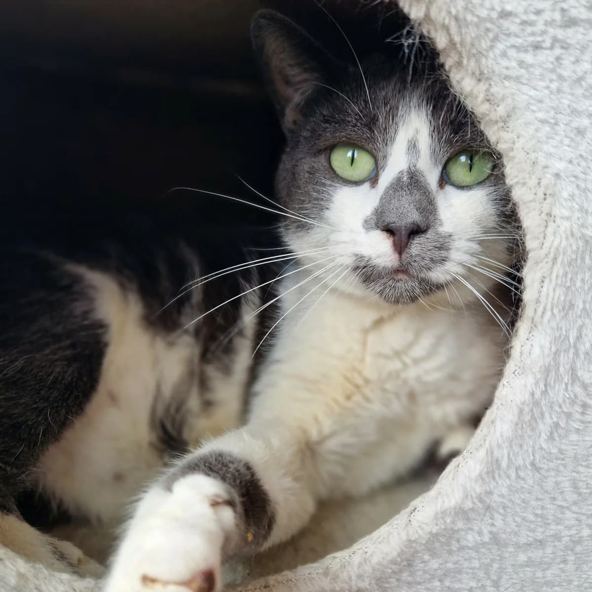 Plasma, Mixed Breed for adoption at SPA de Loire Atlantique, Nantes