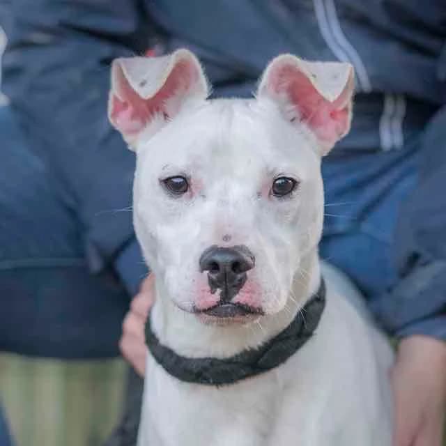 Terumo, Bull Terrier for adoption at SPA de Loire Atlantique, Nantes