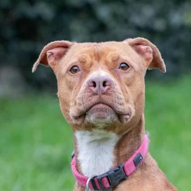 Luna, female 6yo Mixed Breed for adoption at SPA de Loire Atlantique, Nantes