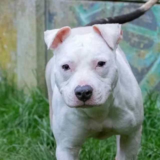 Tess, Mixed Breed for adoption at SPA de Loire Atlantique, Nantes