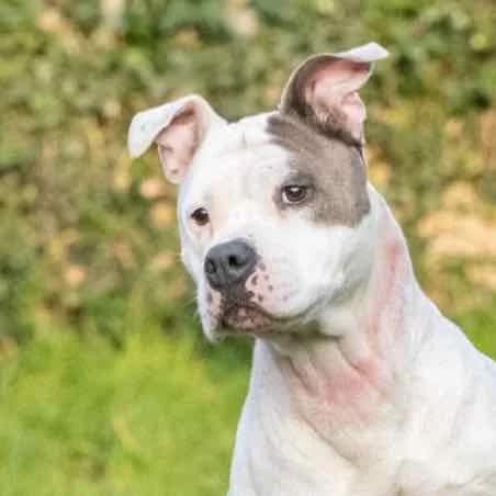 Izise, Mixed Breed for adoption at SPA de Loire Atlantique, Nantes