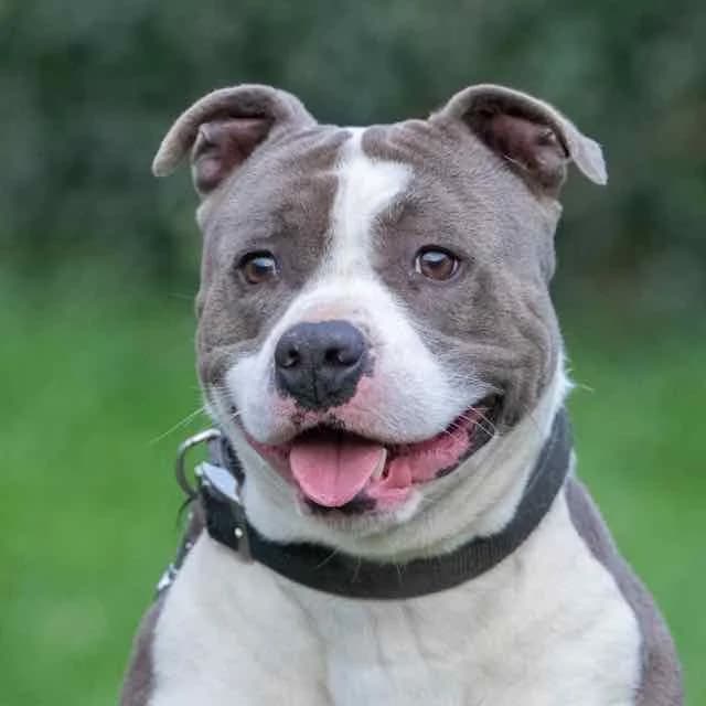 Bosco, Mixed Breed for adoption at SPA de Loire Atlantique, Nantes