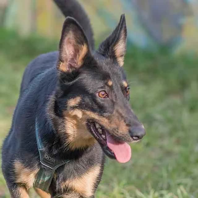 Belzebute, mixed breed for adoption at SPA de Loire Atlantique, Nantes