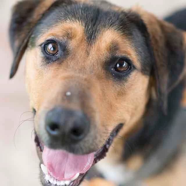 Reiki, mixed breed for adoption at SPA de Loire Atlantique, Nantes