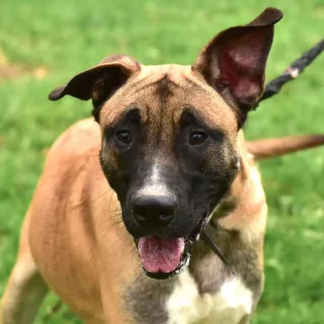 Nestor, mixed breed for adoption at SPA de Loire Atlantique, Nantes