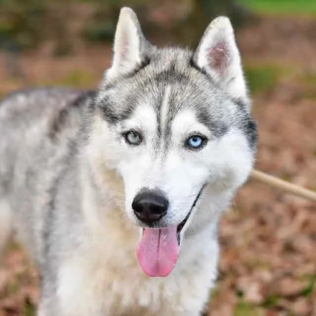 Ruslan, Mixed Breed for adoption at SPA de Loire Atlantique, Nantes