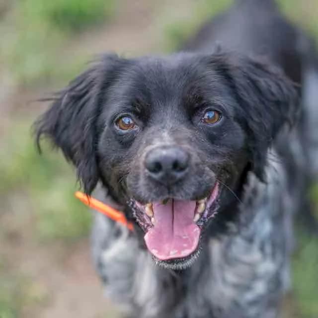 Pollo, Mixed Breed for adoption at SPA de Loire Atlantique, Nantes