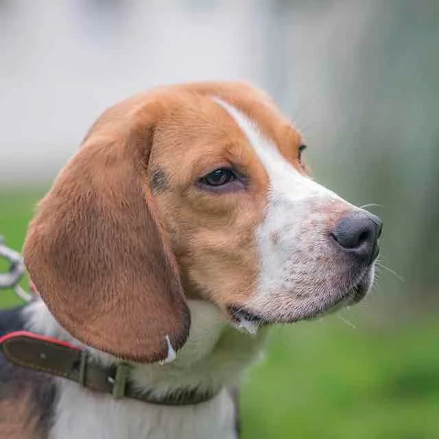 Hermanos, Mixed Breed for adoption at SPA de Loire Atlantique, Nantes