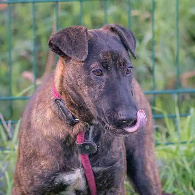 Taï Chi, mixed breed for adoption at SPA de Loire Atlantique, Nantes