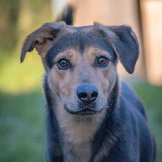 Pastis, mixed breed for adoption at SPA de Loire Atlantique, Nantes
