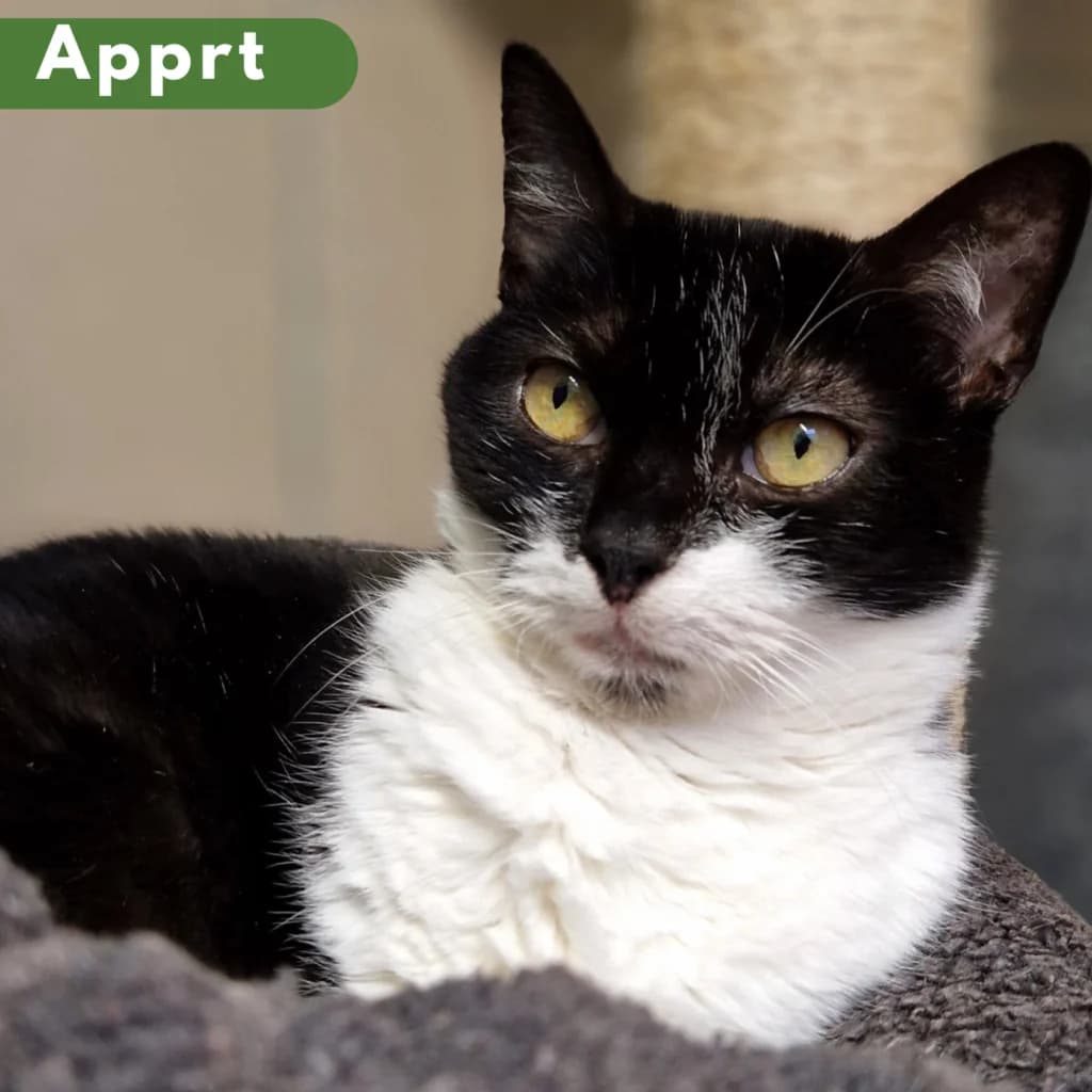 Nawal, Mixed Breed for adoption at SPA de Loire Atlantique, Nantes