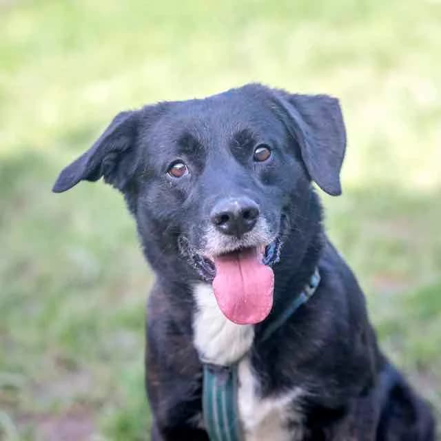 Elboye, mixed breed for adoption at SPA de Loire Atlantique, Nantes