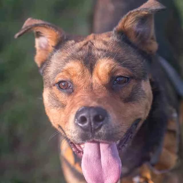Sherkan, mixed breed for adoption at SPA de Loire Atlantique, Nantes