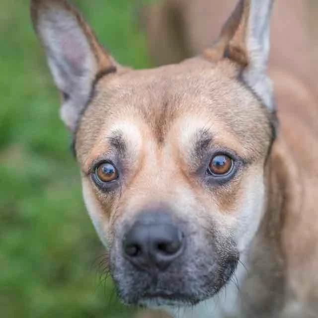 Neville, mixed breed for adoption at SPA de Loire Atlantique, Nantes