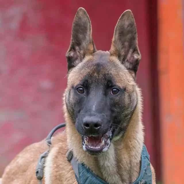 Sawyer, Mixed Breed for adoption at SPA de Loire Atlantique, Nantes