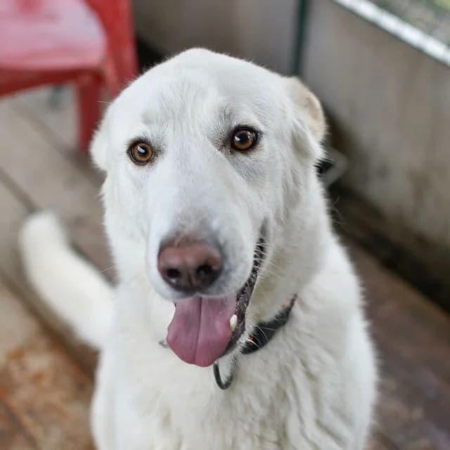 Snow, Mixed Breed for adoption at SPA de Loire Atlantique, Nantes