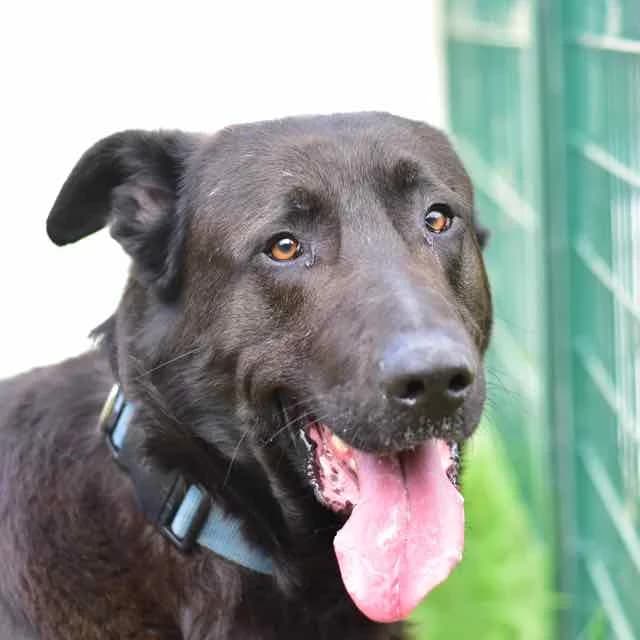 Pogo, Mixed Breed for adoption at SPA de Loire Atlantique, Nantes