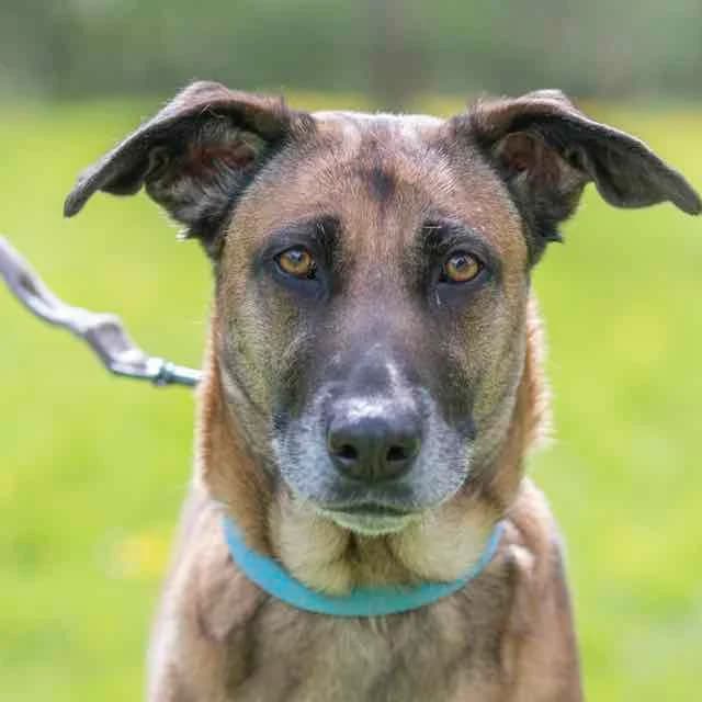Héra, mixed breed for adoption at SPA de Loire Atlantique, Nantes