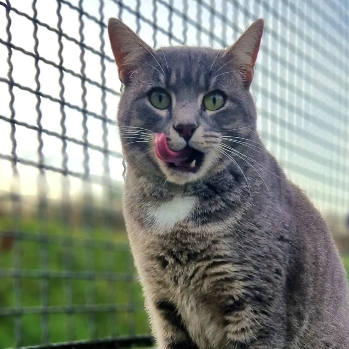 Leonidas, Mixed Breed for adoption at SPA de Loire Atlantique, Nantes
