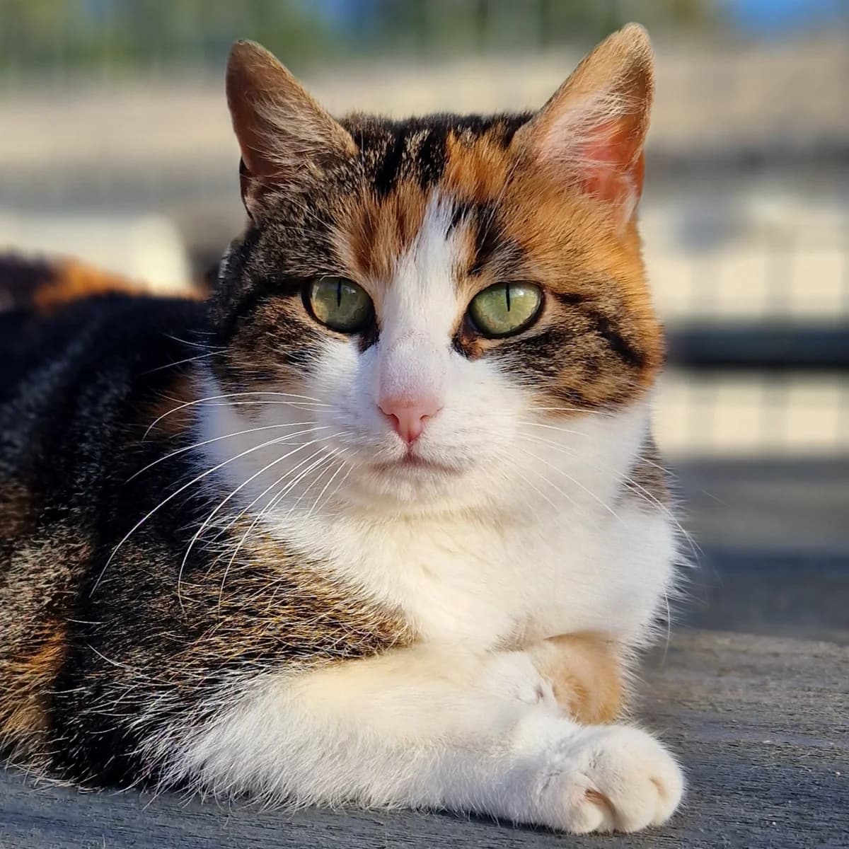 Moumouche, Mixed Breed for adoption at SPA de Loire Atlantique, Nantes