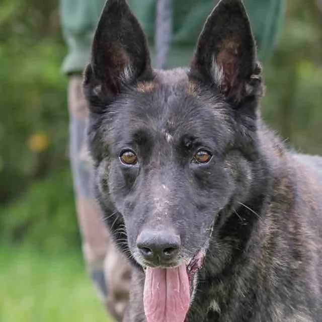 Lake, Mixed Breed for adoption at SPA de Loire Atlantique, Nantes