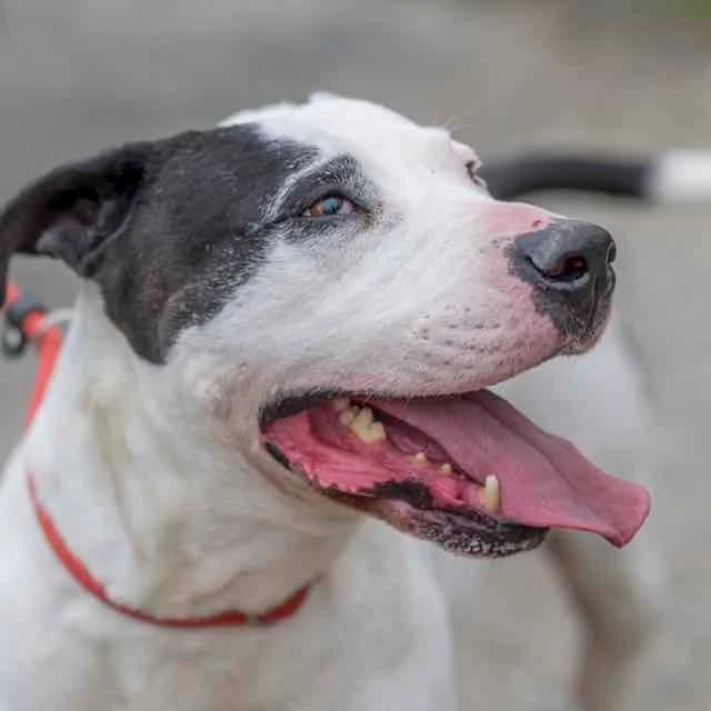 Nuts, Bull Terrier for adoption at SPA de Loire Atlantique, Nantes