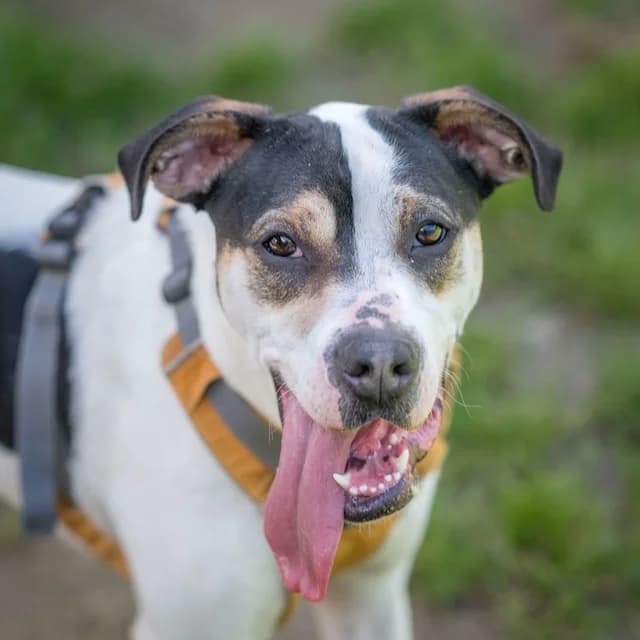 Shadow, mixed breed for adoption at SPA de Loire Atlantique, Nantes