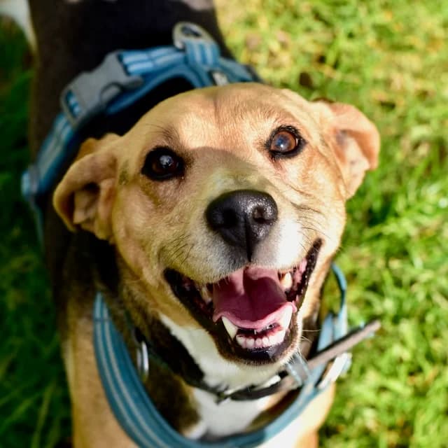 Ganache, Mixed Breed for adoption at SPA de Loire Atlantique, Nantes