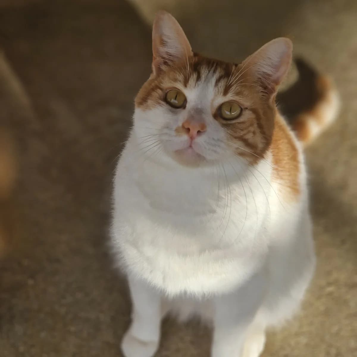 Kendji, Mixed Breed for adoption at SPA de Loire Atlantique, Nantes