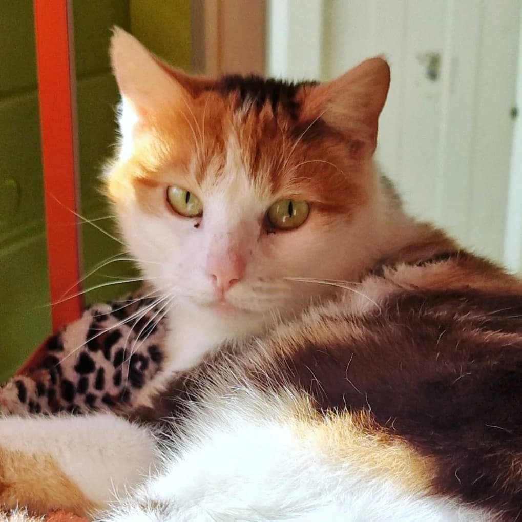 Laa Laa, Mixed Breed for adoption at SPA de Loire Atlantique, Nantes