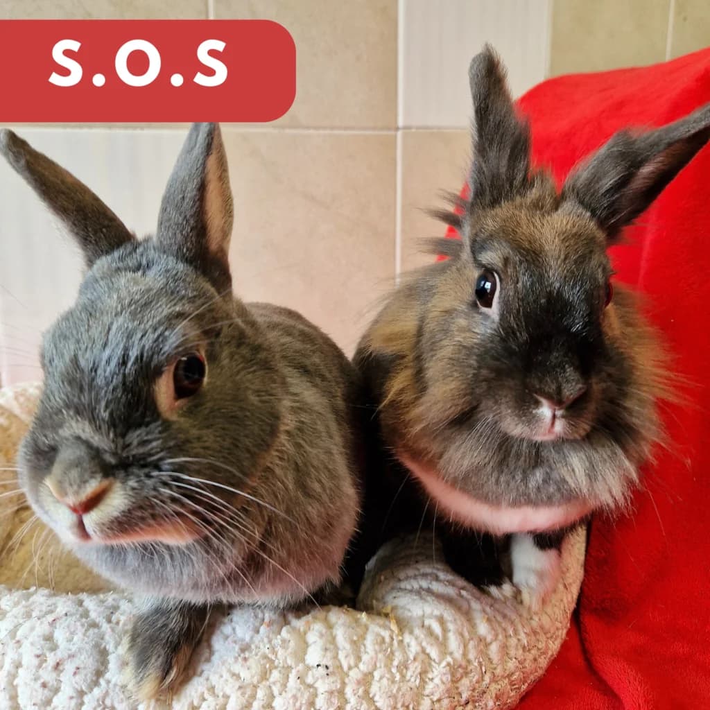 Chouchoune et Bubule, Mixed Breed for adoption at SPA de Loire Atlantique, Nantes