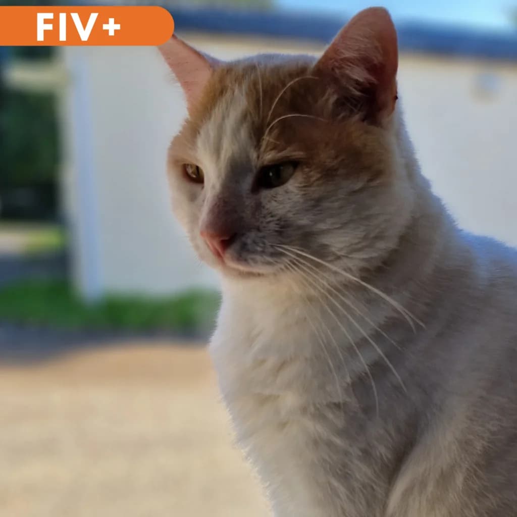 Tobi, Mixed Breed for adoption at SPA de Loire Atlantique, Nantes