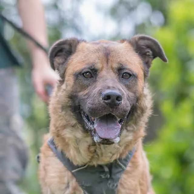 Scorcese, Belgian Malinois for adoption at SPA de Loire Atlantique, Nantes