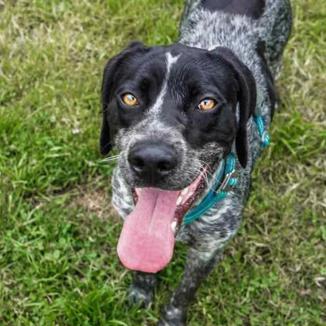 Omaha, female young Pointer for adoption at SPA de Loire Atlantique, Nantes