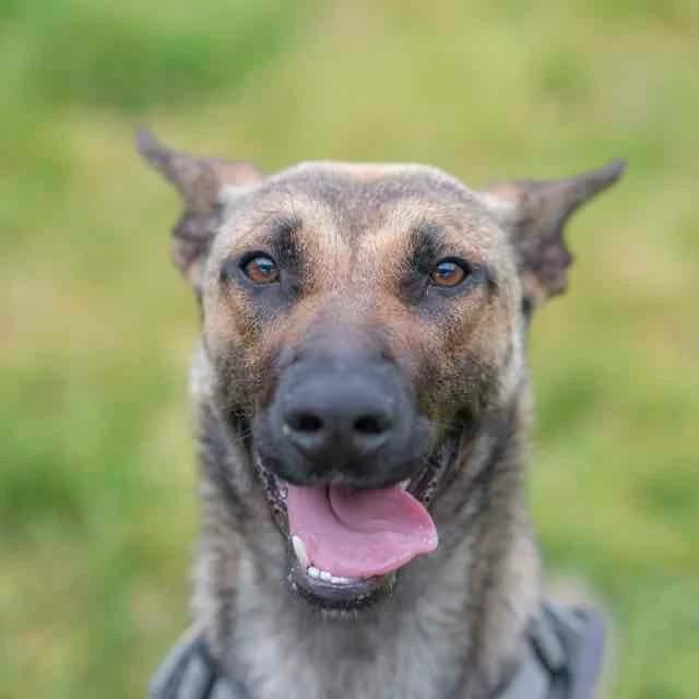 Cumbia, Belgian Malinois for adoption at SPA de Loire Atlantique, Nantes