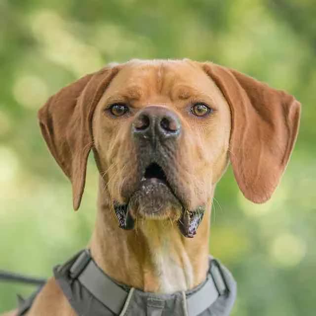 Yoyo, Mixed Breed for adoption at SPA de Loire Atlantique, Nantes
