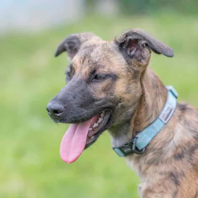Crumble, mixed breed for adoption at SPA de Loire Atlantique, Nantes